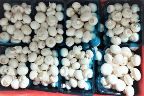 Button mushroom, Packaging Size : 200gm White