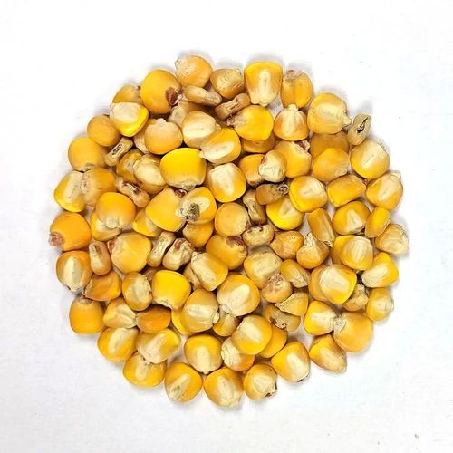 Natural Dried Yellow Maize Seeds 100 % For Cooking