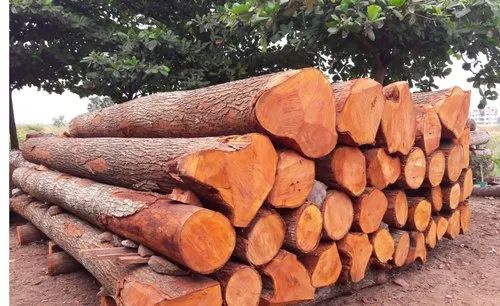 Eucalyptus Red Teak Wood Logs For Making Furniture