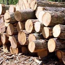 Pine Wood Logs, Color : Brown For Making Furniture