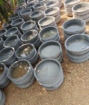 Plain RCC Cement Dogs Water Bowl, Color : Grey For Ideal Outdoor Pets