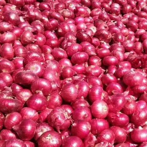 A Grade Red Onion, Packaging Size : 5-25kg Plastic Bag for Cooking