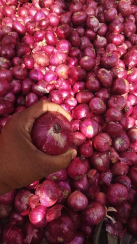 Timelyindiaexport Pvt red onion, Packaging Size : 50kg