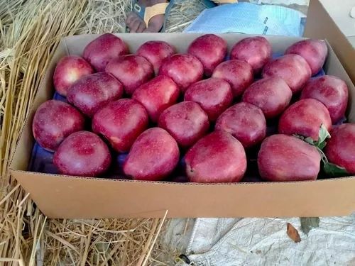 Natural Apple Fruit, Packaging Type : Red