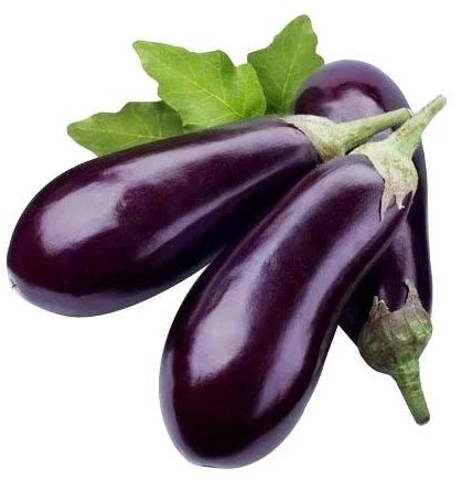 Fresh Purple Brinjal, Packaging Size : 5-25kg, Packaging Type : Plastic Bag