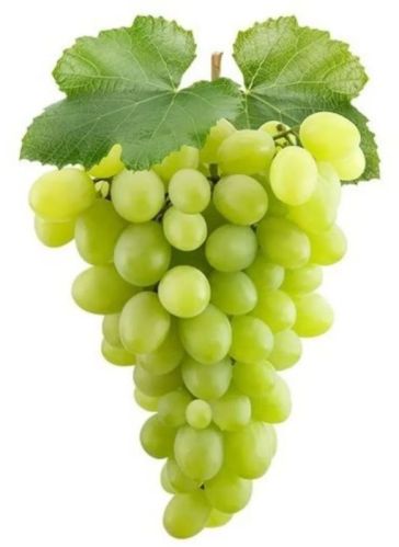 A Grade Fresh Green Grapes, Packaging Type : Paper Box, Packaging Size : 10kg For Human Consumption