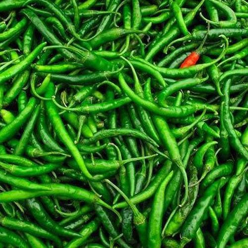 Natural Indian Green Chilli, Packaging Size : 20 Kg, Packaging Type : Bag For Spices