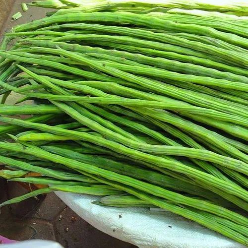 Natural Fresh Drumstick, Color : Green, Packaging Type : Bag, Packaging Size : 20 Kg