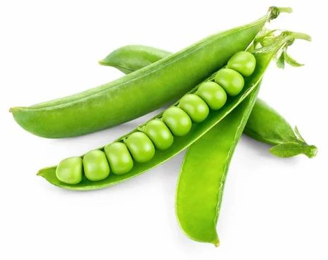 Natural Fresh Green Peas, Packaging Type : Bag, Packaging Size : 20 Kg For Cooking