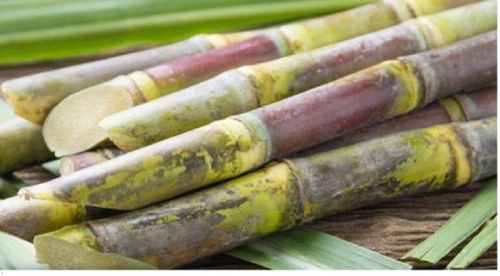 Natural Fresh Sugarcane 100 %, Packaging Type : Loose For Juice