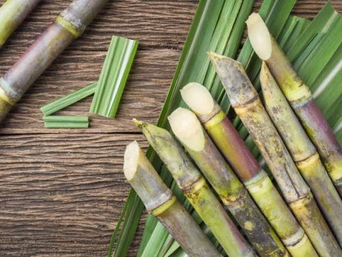 Natural Organic Fresh Sugarcane, Form : Stick, Packaging Size : 10Kg, Packaging Type : Bag