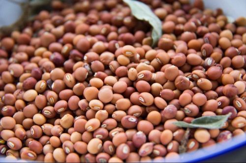 Pigeon Peas, Packaging Size : 65 Kg, Packaging Type : Jute Bags For Human Consumption, Animal Feed, Food Industry