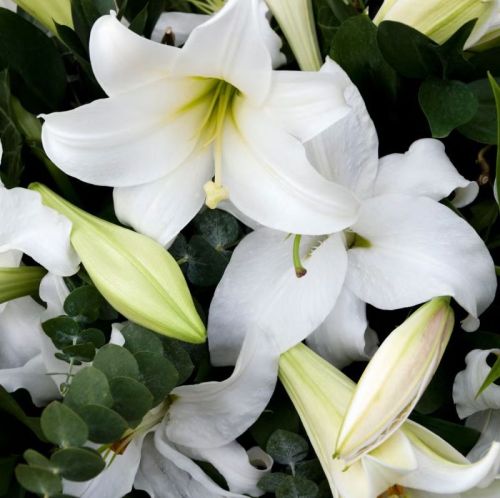 Fresh Lily Flower, Color : White, Packaging Type : Bundle