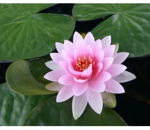 Fresh Lotus Flower, Color : Pink For Gifting, Decoration