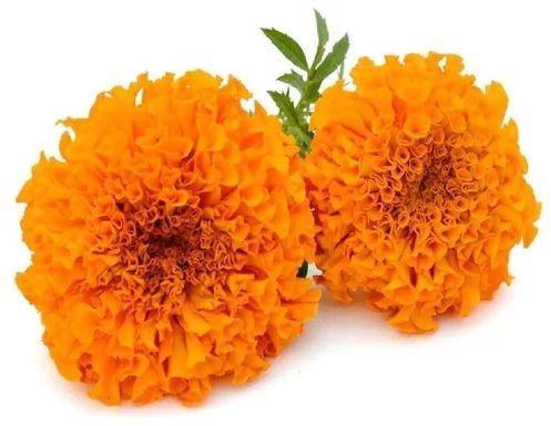 Fresh Marigold Flower, Color : Orange, Yellow, Packaging Type : Bundle For Graland, Decoration