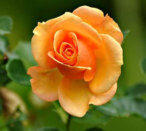 Natural Fresh Orange Rose Flower, Purpose : Decoration