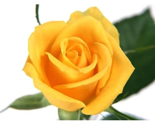 Natural Fresh Yellow Rose Flower, Purpose : Decoration