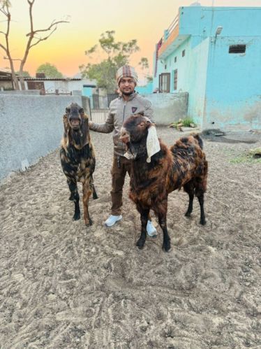 Sirohi Goats