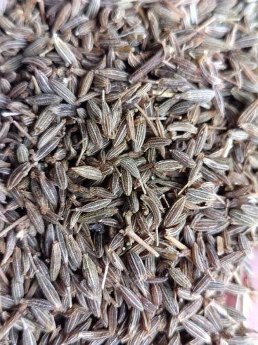 Blended Common cumin seeds, Packaging Type : Brown, Form : Granules