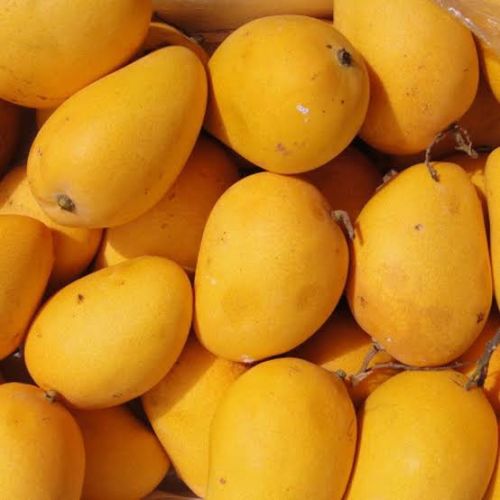 Organic Mango, Packaging Type : Yellow