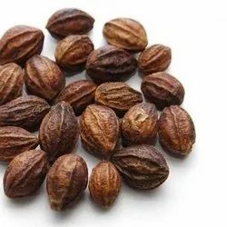 Kadukkai Seeds, Color : Dark Brown 100% For Medicinal Purposes