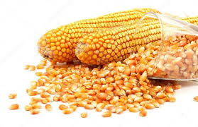 Organic maize, Packaging Type : Yellow