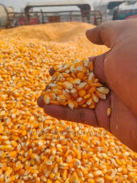 Organic Maize, Color : Yellow For Making Popcorn, Human Food, Cattle Feed