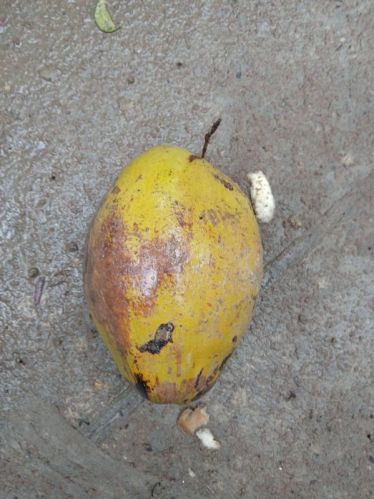 Organic tender coconut, Packaging Type : Green