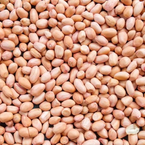 Natural java peanuts, Packaging Type : Light Red for Direct Consumption