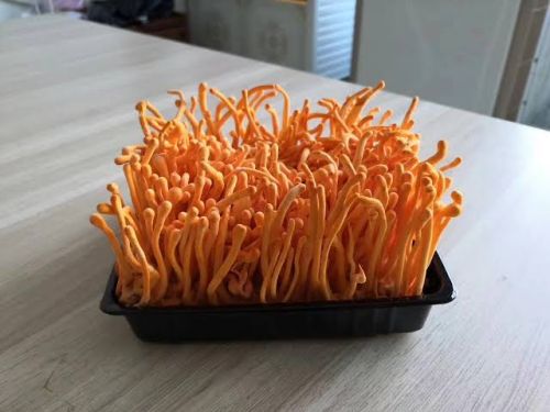 Cordyceps militaris, Brand Name : CordyStrength, Form : Raw (Dried)