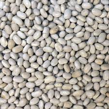 Organic Haricot Beans, Color : Creamy Dried, Grade : Food Grade