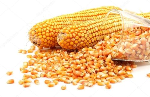 Organic Maize, Color : Yellow 100%, Certification : FSSAI