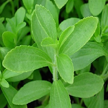 Alexandrian Organic Senna Leaves, Color : Green For Medicine