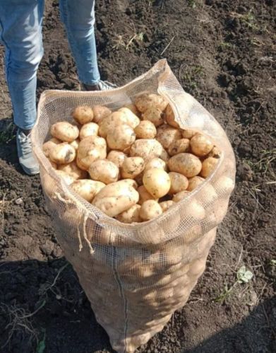 Organic fresh potato, Form : Whole, Packaging Type : Brown