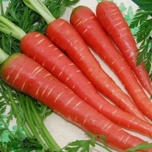 Organic Fresh Red Carrot, Packaging Type : PP Bags, Packaging Size : 5-25kg For Human Consumption