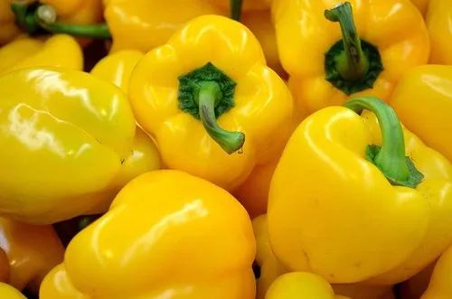 Fresh Yellow Capsicum, Packaging Size : 5-25kg, Packaging Type : Plastic Bag For Cooking