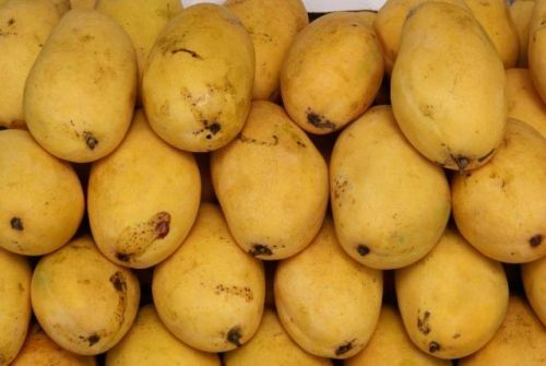Fresh Chausa Mango, Color : Yellow, Packaging Size : 5-25kg, Packaging Type : Plastic Box