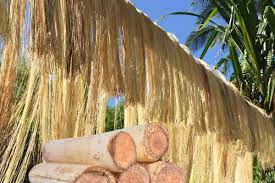 Banana fiber, Packaging Type : White