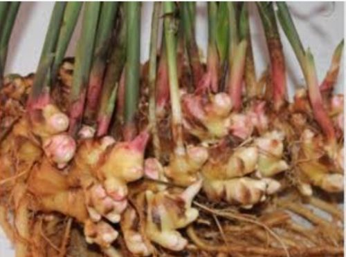 Fresh ginger, Form : Whole, Packaging Type : Brown