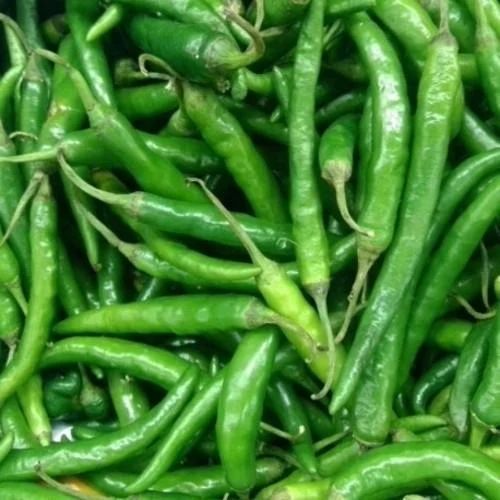 Natural Green Chilli, Packaging Size : 5-10 Kg, Packaging Type : Plastic Bag For Chutneys, Salads, Salsas