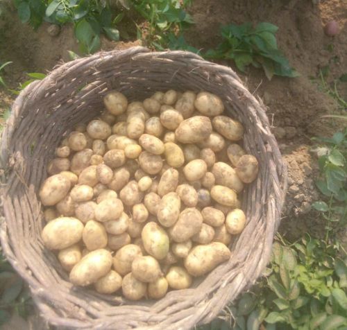 Organic Brown Potato, Packaging Size : 5-25kg, Packaging Type : Gunny Bag