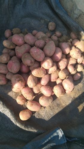 Organic Red Potato, Packaging Size : 5-25kg, Packaging Type : Gunny Bag