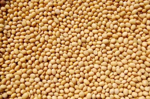 Organic soyabean, Packaging Type : Yellow