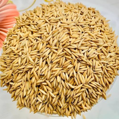 Common paddy rice, Packaging Type : Brown