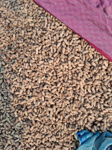 Groundnut, Packaging Type : Black & Dark Brown for Light Sweet