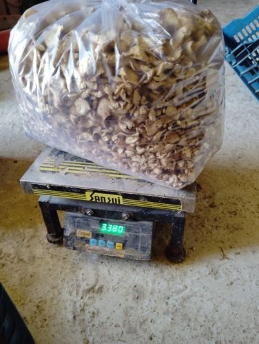 Dry Oyster Mushroom, Form : Sliced, Packaging Type : Light Brown