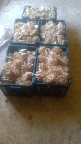 Fresh oyster mushroom, Form : Whole, Quality Available : A Grade