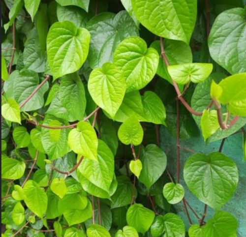 Common Pure betel leaf, Length : 0-5 Inches, 5-10 Inches