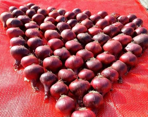 Onions, Packaging Type : Red, Form : Whole