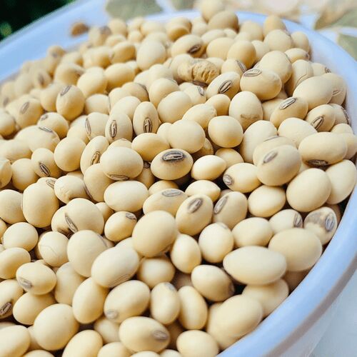 Organic soyabean, Packaging Type : Creamy for Cooking